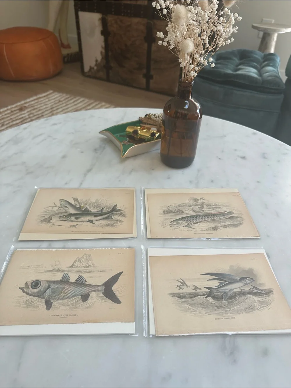 1800s Jardine’s The Naturalist’s Library Chromolithographs Rare Fish